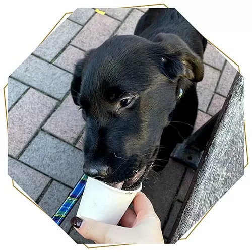 Meet Bramble from MakeHampers